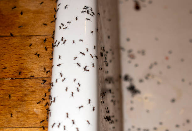 Best Pest Control Near Me  in Rouse, CA