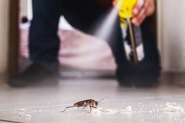 Spider Control Near Me in Rouse, CA