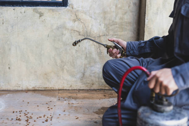 Best Wasp Removal Services  in Rouse, CA